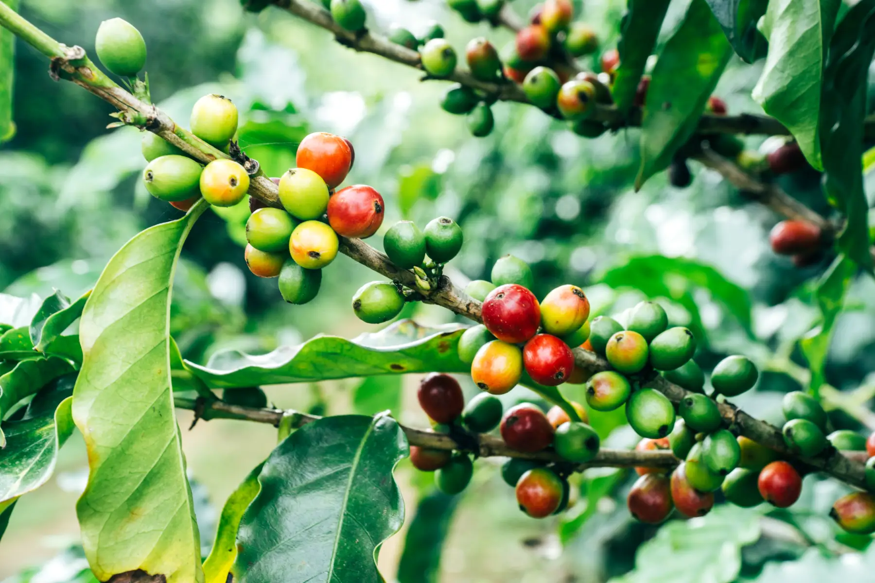 Koffiebessen op een plantage in Costa Rica